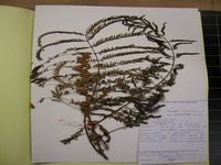 Herbarium sample